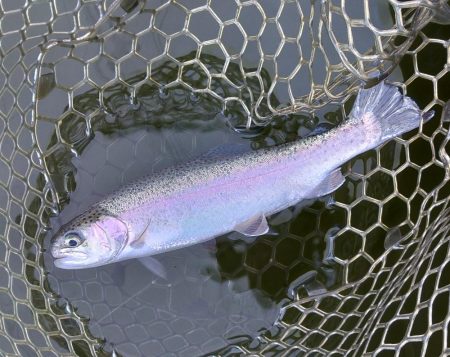 ボトム狙いで好調続く大安トラウトレイク